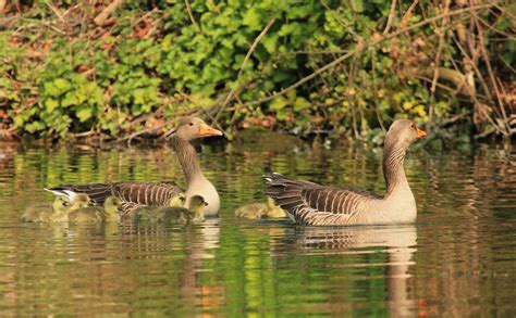 andrew bulmer photography: North Cave Wetlands