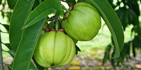 Garcinia Cambogia Health Benefits - Garcinia Cambogia extract