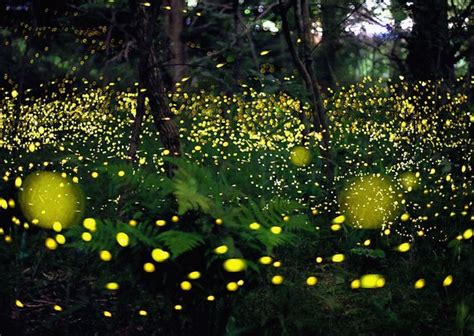 Glowing for Love: Fireflies Around Town – Ancient Oaks Foundation