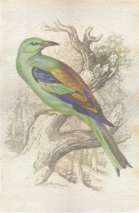 Bird Vintage Watercolor Painting Free Stock Photo - Public Domain Pictures