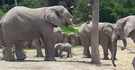 From Puebla: 5-Hour Africam Safari Private Tour | GetYourGuide