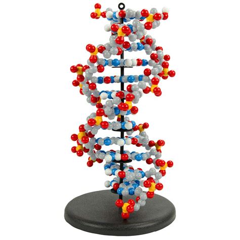 Dynamic DNA, DNA: Educational Innovations, Inc.