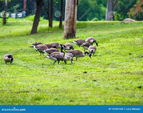 Canadian Geese Feeding by a Local Greenway Stock Photo - Image of close ...