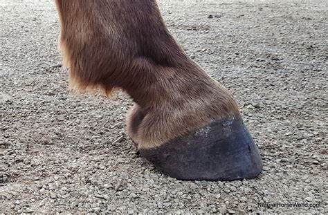 Why Are My Horses Hooves Not Growing at Clara Lynn blog