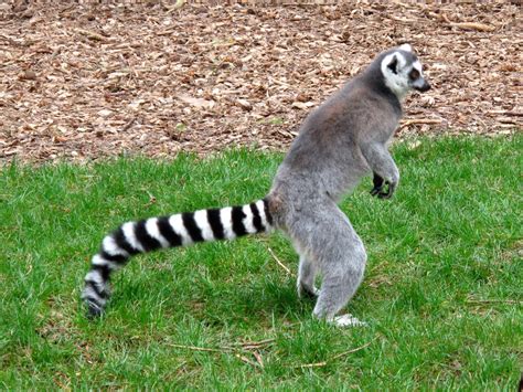 Ring-Tailed Cat | Amazing Creature Interesting All Facts | The Wildlife