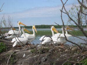 American White Pelican - Facts, Size, Habitat, Diet, & Pictures.