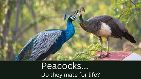 Do Peacocks Mate for Life? They Have Unique Mating Rituals!