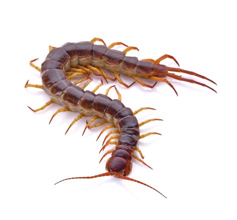 15 Centipede Facts For Kids - Facts.net