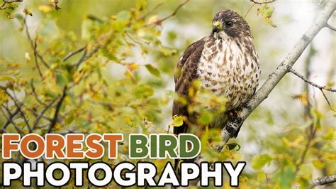 Tips for Photographing Forest Birds - YouTube