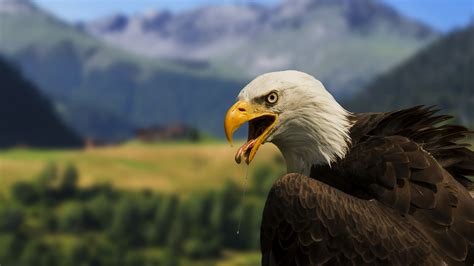 Bald Eagles Archives - Common Sense Evaluation