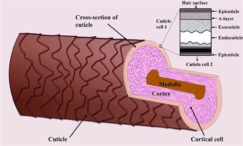 Schematic showing the three main layers of a hair strand-the cuticle ...