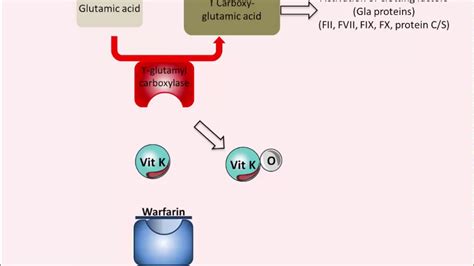 Mechanism Of Action Of Warfarin - Lecture Notes On Anticoagulants Heparin Warfarin - Many drugs ...