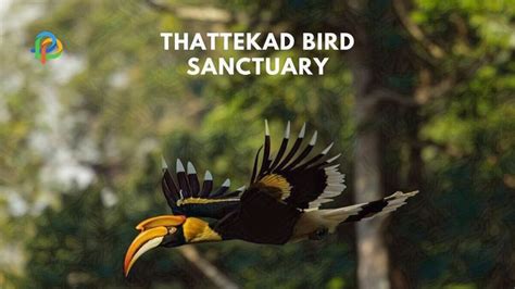 Thattekad Bird Sanctuary: A Guide To Bird-Watcher's Paradise