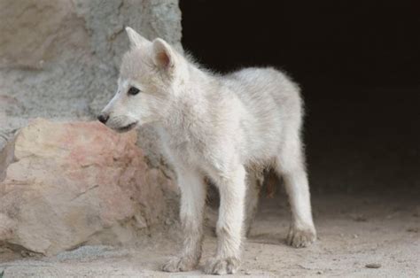 White Wolf : PHOTOS - Beautiful Wolf Pups : They Are The Future