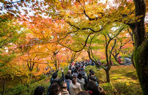 Tips for Surviving Crowds in Kyoto, Japan - Travel Caffeine