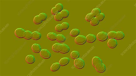 Lactococcus bacteria, illustration - Stock Image - F035/1473 - Science ...