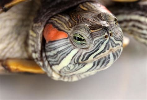 Premium Photo | Red ear turtle closeup