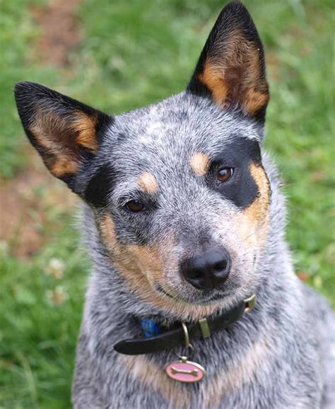 Pictures of Blue Heelers - Beautiful Images of Australian Cattle Dogs