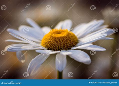 Daisy in the Field at Summer Sunset Stock Photo - Image of floral, dreamy: 134208576