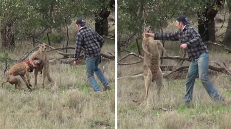 Man Punches Kangaroo After it Grabs Dog