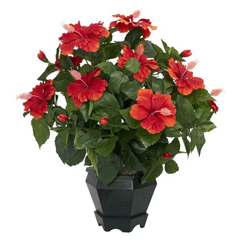 cocoplex: 7 Amazingly Pretty Indoor Flowering Plants (Growing tips)