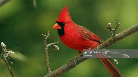 Cardinal bird call in Ohio forest - YouTube