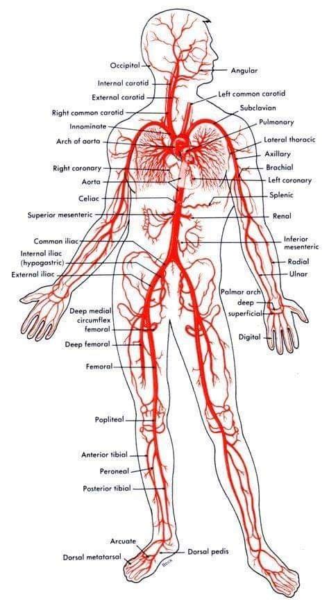 Pin by Ruth Brown on medical | Human body anatomy, Body anatomy, Human ...