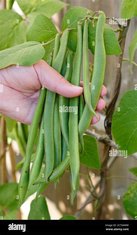 Firestorm runner bean hi-res stock photography and images - Alamy