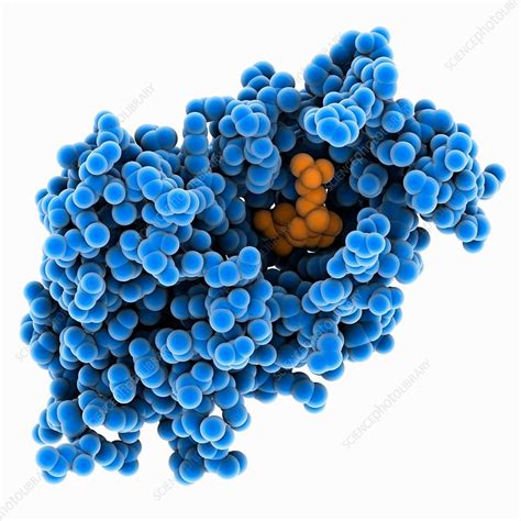 Vitamin D receptor complex - Stock Image - C035/5300 - Science Photo ...