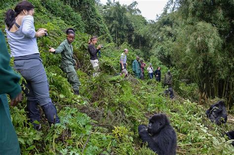 How Difficult is Gorilla Trekking? | Volcanoes National Park Rwanda