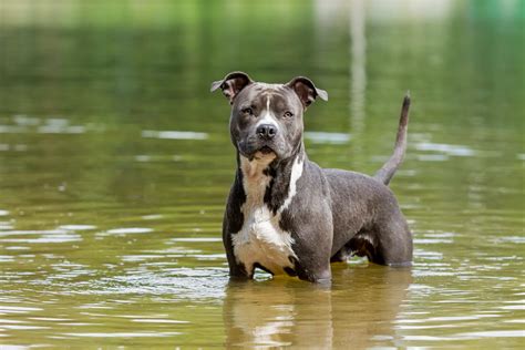 American Staffordshire Terrier (Charakter, Ernährung, Pflege)