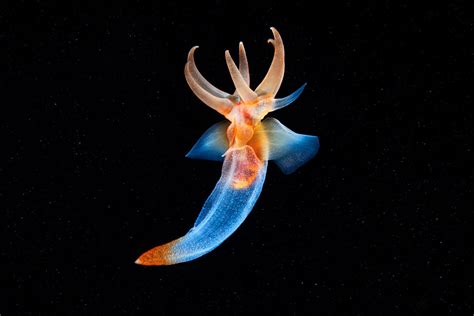 Photographer captures the otherworldly beauty of sea angels floating ...