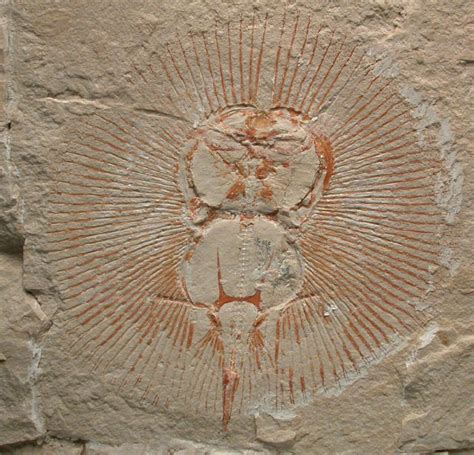 Cyclobatis Fossil