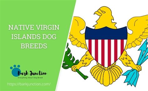 Native Virgin Islands dog breeds | All dogs of Virgin Islands | Dog breeds originating in Virgin ...