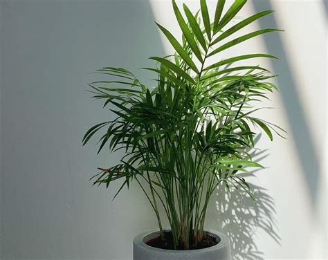 Best indoor plants you can find at Home Depot – eDeals Club