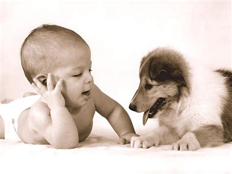 Funny Dog and Baby | Funny Animals