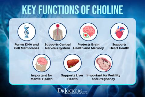 Choline: Signs of Deficiency, Benefits, and Food Sources - DrJockers.com