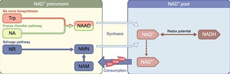 NAD+ metabolism as a target for metabolic health: have we found the silver bullet? | SpringerLink