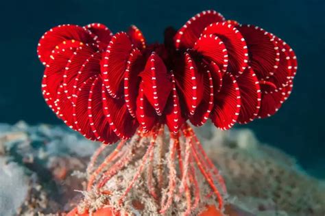 Antarctic Strawberry Feather Star: A Newly Discovered Marine Marvel ...