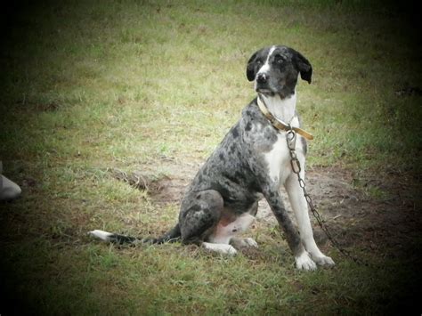 The Catahoula Cow Dog: Catahoula Cur, The Louisiana Cattle Dog