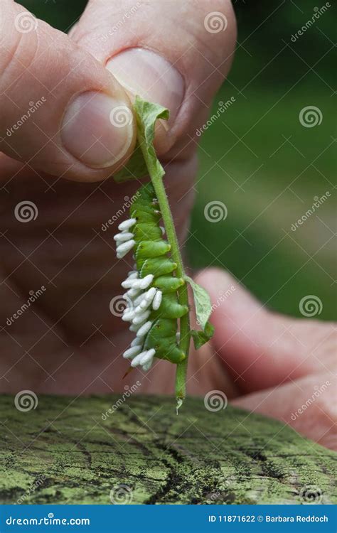 Tomato Hornworm Larvae With Wasp Pupae Parasites Stock Photography ...