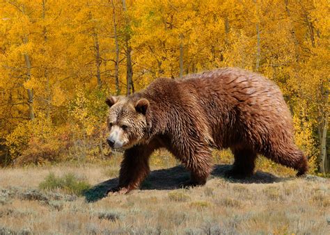 U.S. won’t restore grizzly bear protections near Yellowstone National ...