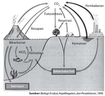 BIOLOGI SMA1: DAUR BIOGEOKIMIA DAN PERAN KOMPONEN EKOSISTEM DI DALAMNYA