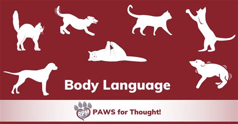 Let’s talk about animal body language! | Rescued Pets Movement