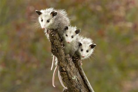 25 Cute Possum and Opossum Pictures | Reader's Digest