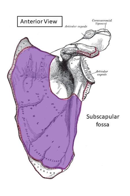 The _ _ _ _ _ _ _ _ _ _ _ fossa is a shallow depression on the anterior ...