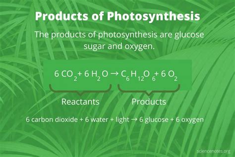 Equation For Photosynthesis Reactants And Products