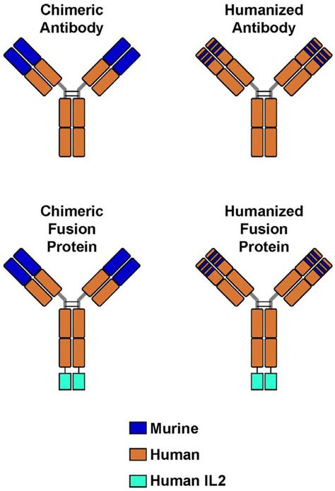 Humanized Monoclonal Antibody