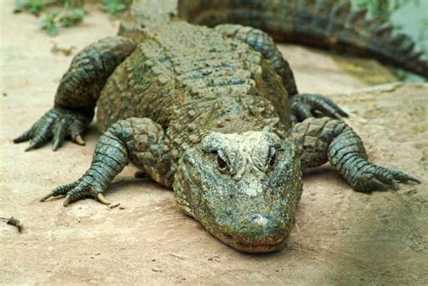 Chinese Alligator Facts and Pictures