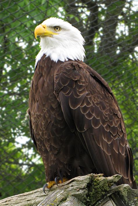 File:Bald Eagle Magnetic Hill Zoo.jpg - Wikimedia Commons
